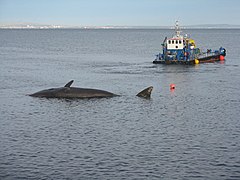 'Forth Fighter' with sperm whale - geograph.org.uk - 3811324.jpg