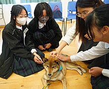 輔導周活動--「認識療癒心靈的毛孩」