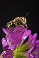 Alfalfa leafcutting bee (Megachile rotundata)