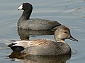 Mareca strepera, Fulica americana