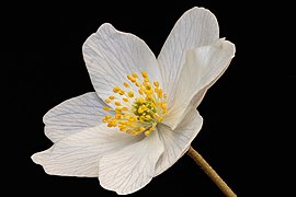 Bosanemoon (Anemone nemorosa) 25-03-2022. (d.j.b).jpg