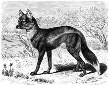 Canis adustus - Brehm.jpg