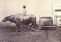 Karbouw voor een transportslee, 1899