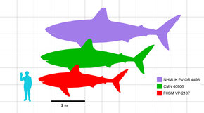 Illustration de silhouettes d'un être humain et de trois requins de l'espèce Cretoxyrhina mantelli qui sont à l'échelle.