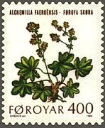 Føroya Skøra (Alchimella faeroensis) on a stamp of 1980