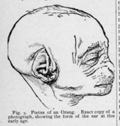 Figure 3 descent of man - Charles Darwin.png