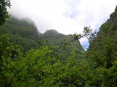 Bosque nuboso templado en La Palma, Islas Canarias.