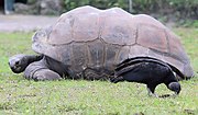 Thumbnail for Aldabrachelys gigantea arnoldi