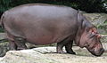 Un hipopótamo, El más pesado y más acuático de los artiodáctilos, es el más cercano pariente vivo de los cetáceos.