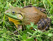 Lithobates catesbeianus