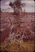 OHIO, OR SUNSHINE KEY, IN THE LOWER FLORIDA KEYS, IS WHERE RACHEL CARSON RESEARCHED HER BOOK, EDGE OF THE SEA (1955).... - NARA - 548587.jpg