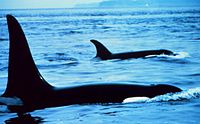 Diferenças de barbatanas dorsais entre uma orca macho (na frente, mais próxima da câmera) e fêmea (ao topo, mais distante da câmera)