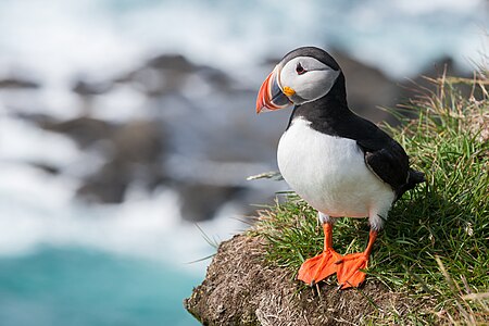 Atlantic puffin, by Richard Bartz