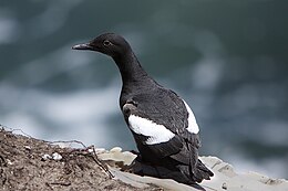 Galamblumma (Cepphus columba)