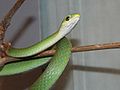 Rough Green Snake