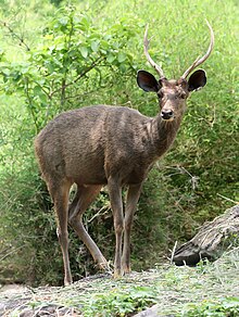 Sambar deer Cervus unicolor.jpg