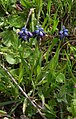 Muscari commutatum