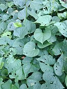 Small section of a potato (Solanum tuberosum) plant.jpg