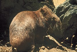 Southern hairy-nosed wombat standing near rocks - DPLA - aba95e909fa1282909eb2034a5461be4.jpg