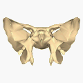 Shape of sphenoid bone.