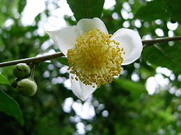 Cvijet Camellia sinensis