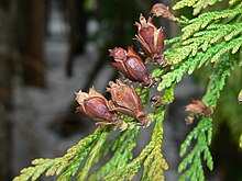 foliage and cones