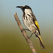 White-cheeked Honeyeater - Maddens Plains