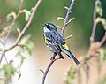 Image 10Male yellow-rumped warbler singing in Green-Wood Cemetery