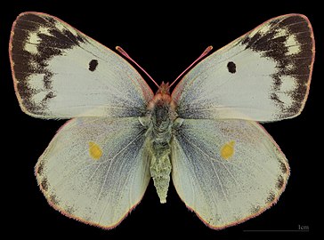 Colias alfacariensis ♀ MHNT