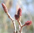 Female catkins