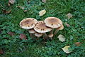 Armillaria mellea