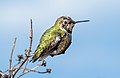 Image 101Anna's hummingbird in Pacifica, California