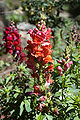 Antirrhinum majus