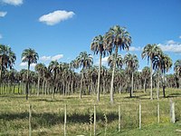 A grove of old trees in situ at Quebracho, Paysandú Department, Uruguay.