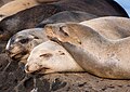 Image 96California sea lion nap time at La Jolla Cove