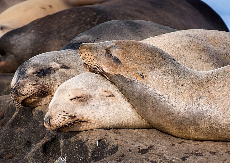 California sea lions in La Jolla