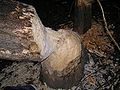 Beaver tree in the Czech Republic