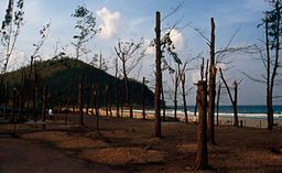 Foto från Chumphon-provinsen i samband med tyfonen Gays framfart 1989.