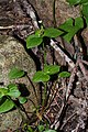 Claytonia sibirica