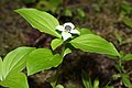 Cornus canadensis