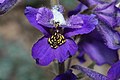 Delphinium menziesii