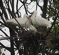 餵食亞成鳥