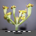 Umbellet, with fruits