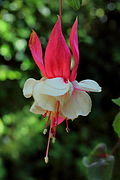 Fuchsia 'Hula Girl'.JPG