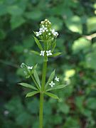 Galium aparine