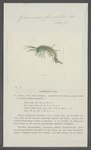 Print van Gammarus fluviatilis, Special Collection Universiteit van Amsterdam