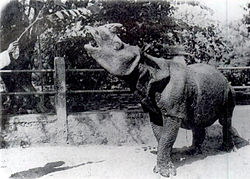 Javas degunradža foto 1900. gadā