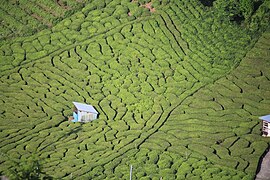 Plantation Kamigare à Ibigawa, préfecture de Gifu.