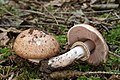 Agaricus silvaticus (Agaricaceae)