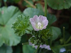 Malva neglecta, 2022-07-07, Beechview, 07.jpg